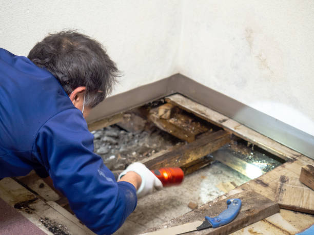Best Crawl Space Mold Removal  in Chester, NY