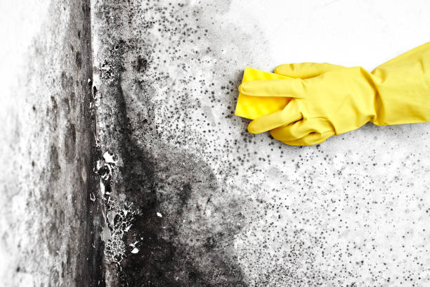 Best Commercial Mold Removal  in Chester, NY