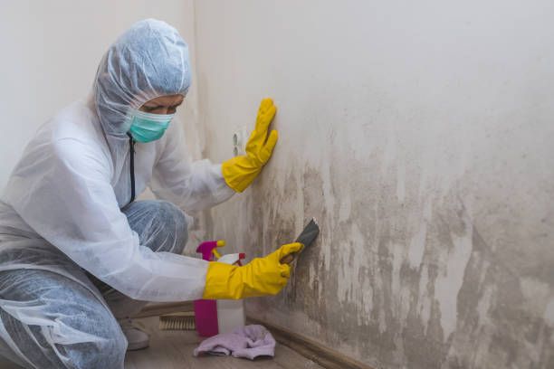 Home Mold Removal in Chester, NY