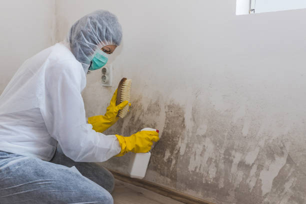 Best Certified Mold Removal  in Chester, NY