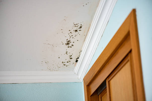 Best Toxic Mold Removal  in Chester, NY