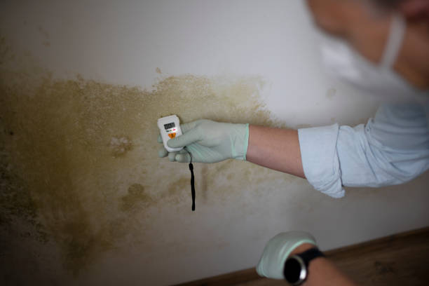 Mold Removal Process in Chester, NY