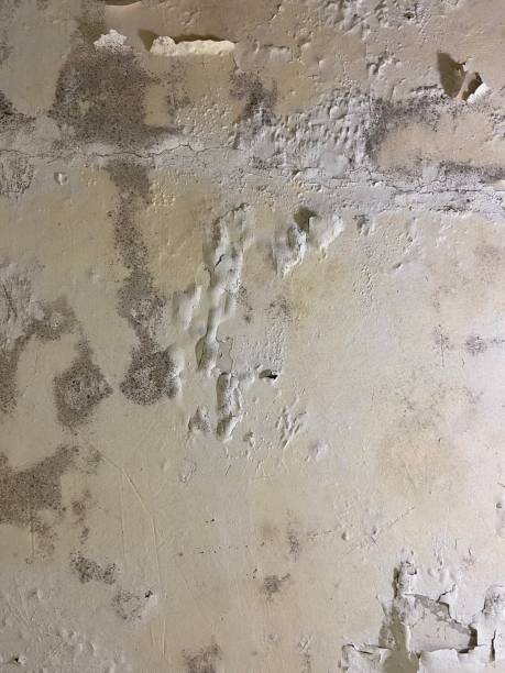 Best Professional Mold Removal  in Chester, NY