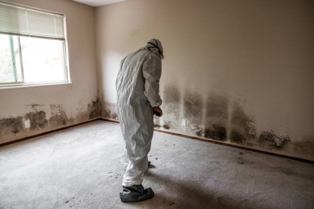 Best Mold Removal Process  in Chester, NY