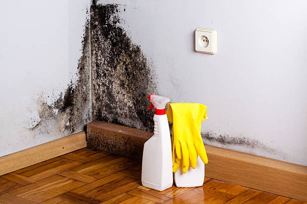Best Fast Mold Removal  in Chester, NY