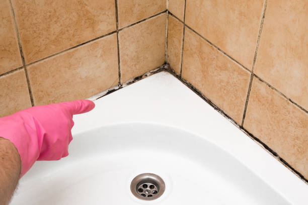 Best Mold Testing  in Chester, NY